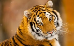 Desktop image. Animals. ID:35922