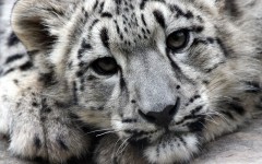 Desktop image. Animals. ID:35926