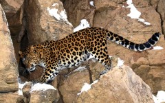 Desktop image. Animals. ID:35928