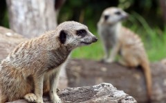 Desktop image. Animals. ID:35929