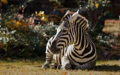 Desktop image. Animals. ID:55834