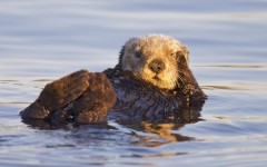 Desktop image. Animals. ID:35932