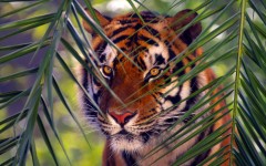Desktop image. Animals. ID:35933