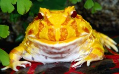 Desktop image. Animals. ID:35934