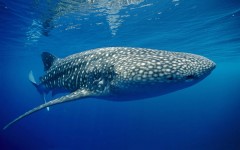 Desktop image. Animals. ID:35935
