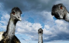 Desktop image. Animals. ID:35936
