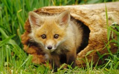 Desktop image. Animals. ID:35937