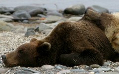 Desktop image. Animals. ID:55835