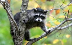 Desktop image. Animals. ID:35939