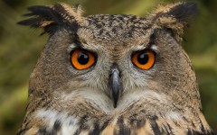 Desktop image. Animals. ID:55836