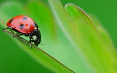 Desktop image. Animals. ID:35941