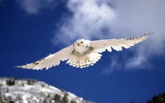 Desktop image. Animals. ID:35942