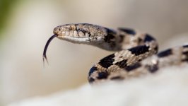 Desktop image. Animals. ID:96505