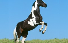 Desktop image. Animals. ID:35944