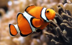 Desktop image. Animals. ID:35945