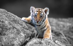 Desktop image. Animals. ID:35947