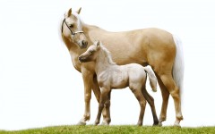 Desktop image. Animals. ID:56056