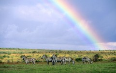 Desktop image. Animals. ID:35949