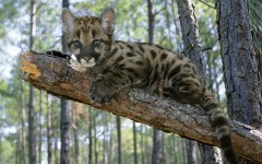 Desktop image. Animals. ID:35950