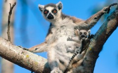 Desktop image. Animals. ID:35951