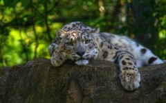 Desktop image. Animals. ID:56058