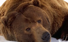 Desktop image. Animals. ID:35953