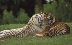 Desktop image. Animals. ID:35954