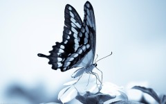 Desktop image. Animals. ID:35956
