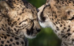 Desktop image. Animals. ID:56062