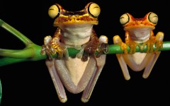 Desktop image. Animals. ID:35958