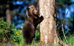 Desktop image. Animals. ID:35959