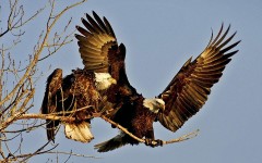 Desktop image. Animals. ID:35960