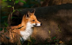 Desktop image. Animals. ID:56076