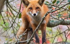Desktop image. Animals. ID:35962
