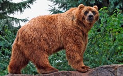 Desktop image. Animals. ID:35963