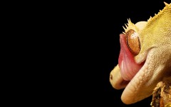 Desktop image. Animals. ID:56077