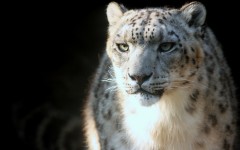 Desktop image. Animals. ID:35965