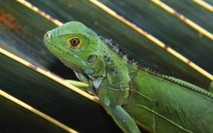 Desktop image. Animals. ID:35966