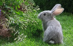 Desktop image. Animals. ID:35967