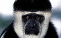 Desktop image. Animals. ID:35968
