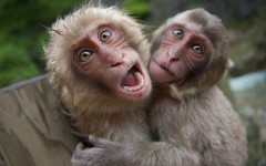 Desktop image. Animals. ID:35969