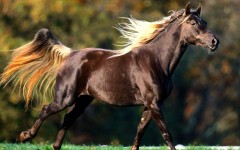 Desktop image. Animals. ID:35970