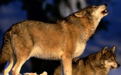 Desktop image. Animals. ID:35971