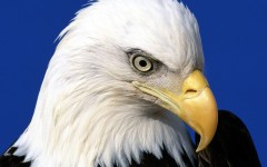 Desktop image. Animals. ID:35972