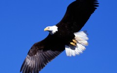 Desktop image. Animals. ID:35975