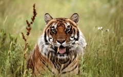 Desktop image. Animals. ID:35976