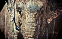 Desktop image. Animals. ID:35978