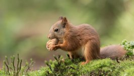 Desktop image. Animals. ID:96404