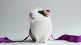 Desktop image. Animals. ID:96176