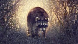 Desktop image. Animals. ID:96081